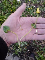 Ficaria verna bulbilifera