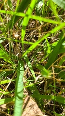 Eragrostis spectabilis