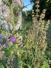 Cirsium