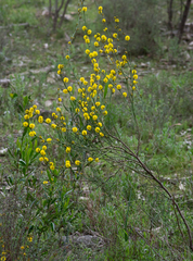 Acacia continua