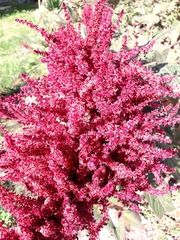 Amaranthus cruentus