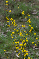 Acacia continua