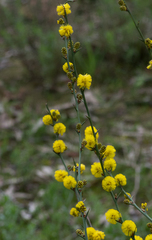 Acacia continua