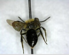 Andrenidae
