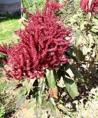 Amaranthus cruentus