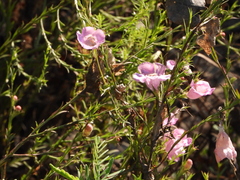 Agalinis heterophylla