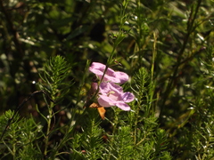 Agalinis heterophylla