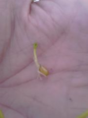 Ficaria verna bulbilifera