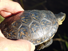 Emydoidea blandingii