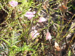 Agalinis heterophylla