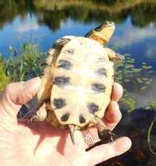 Emydoidea blandingii