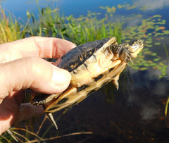 Emydoidea blandingii