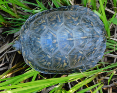 Emydoidea blandingii