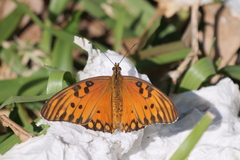 Dione vanillae maculosa