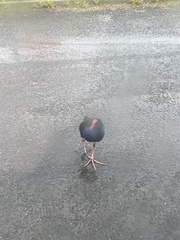 Porphyrio melanotus