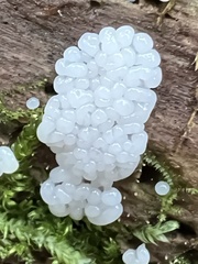 Arcyria cinerea