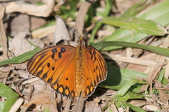 Dione vanillae maculosa