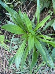 Plantago