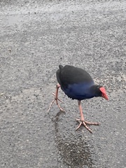 Porphyrio melanotus