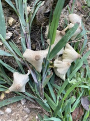 Leucocoprinus birnbaumii