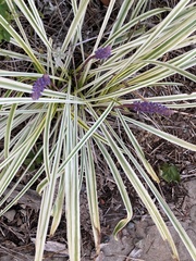 Liriope muscari