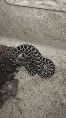 Crotalus oreganus helleri