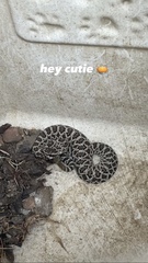 Crotalus oreganus helleri