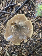 Coltricia cinnamomea