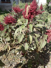 Amaranthus cruentus