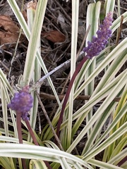 Liriope muscari