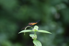 Aethriamanta brevipennis