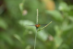 Aethriamanta brevipennis