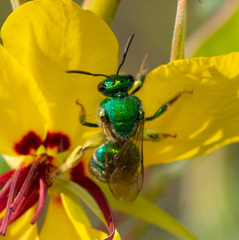 Augochloropsis metallica