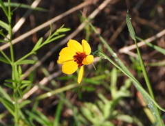 Thelesperma filifolium