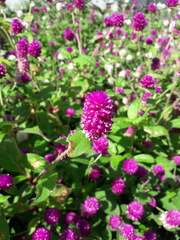 Gomphrena globosa