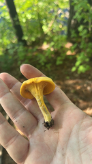Cantharellus