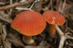 Hortiboletus rubellus