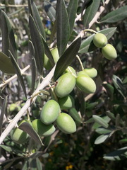 Olea europaea