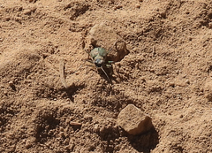 Cicindela