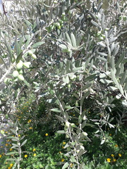 Olea europaea