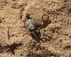 Cicindela