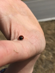 Coccinella transversoguttata