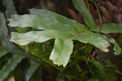 Drynaria quercifolia