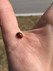 Coccinella transversoguttata