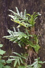 Drynaria quercifolia