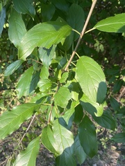 Rhamnus