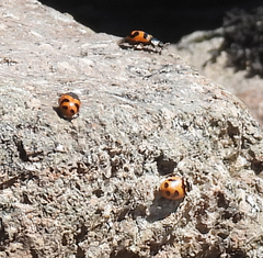 Coccinella monticola