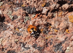Hippodamia caseyi