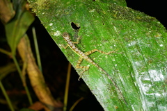 Anolis