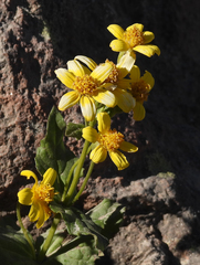Senecio fremontii